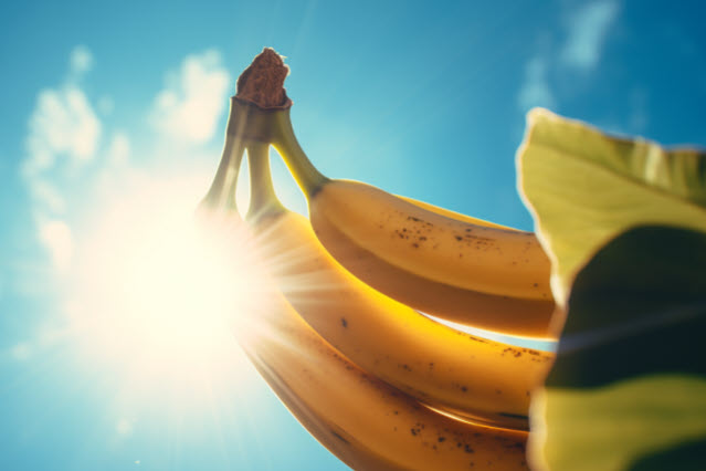 bananer i solen